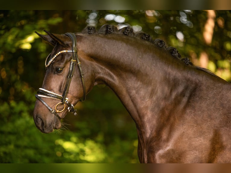Deutsches Sportpferd Wallach 6 Jahre 169 cm Brauner in Wehringen