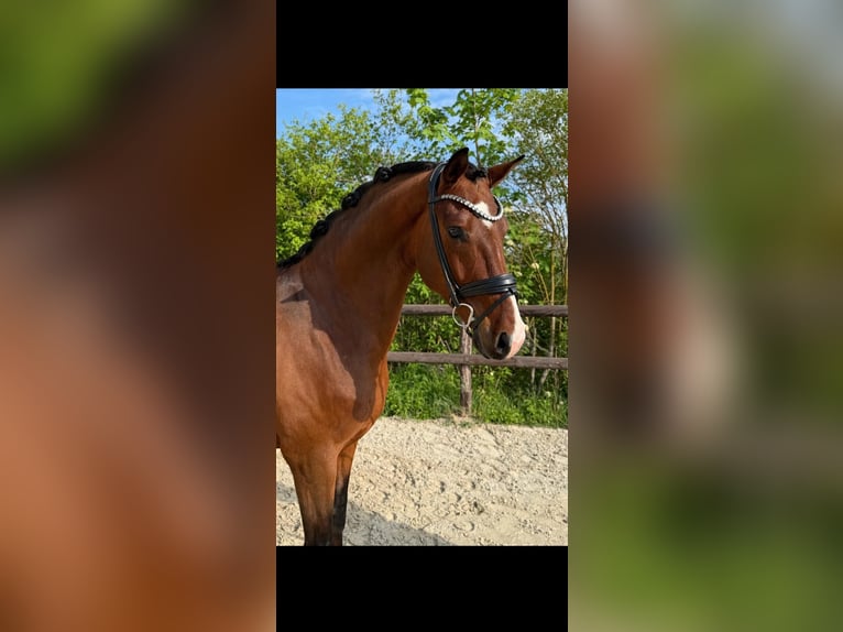 Deutsches Sportpferd Wallach 6 Jahre 169 cm Brauner in Griesheim