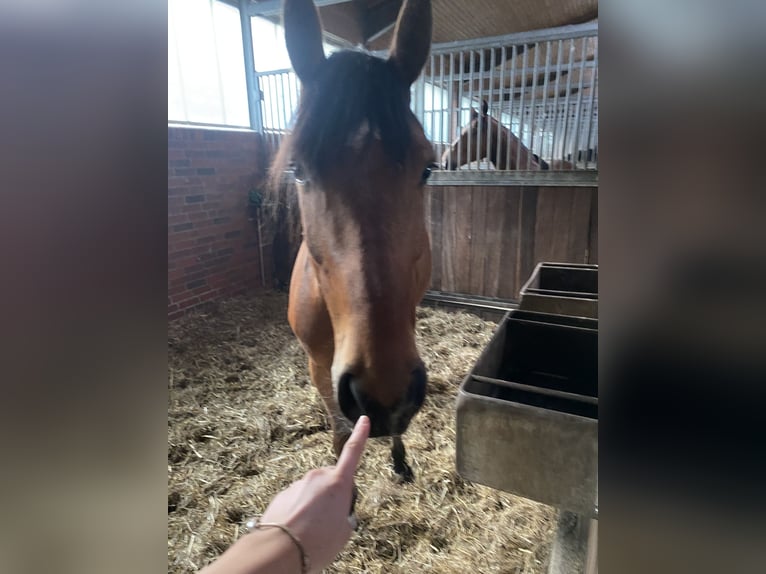 Deutsches Sportpferd Wallach 6 Jahre 169 cm Brauner in Walchum