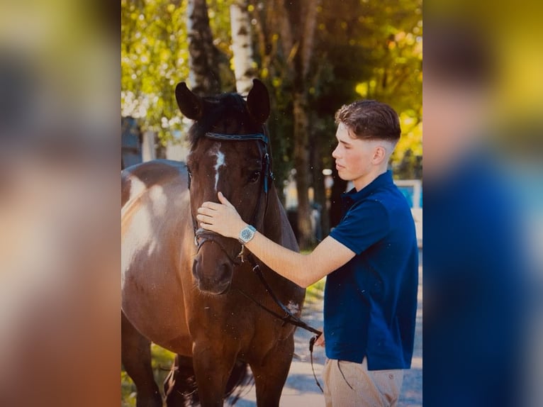 Deutsches Sportpferd Wallach 6 Jahre 169 cm Brauner in Karlsfeld