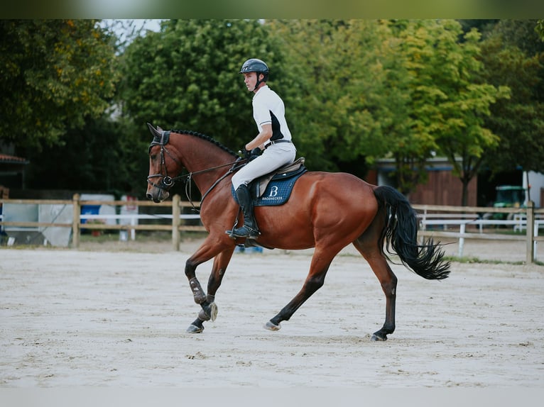 Deutsches Sportpferd Wallach 6 Jahre 169 cm Brauner in Riedstadt