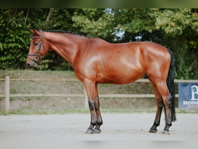 Deutsches Sportpferd Wallach 6 Jahre 169 cm Brauner in Riedstadt