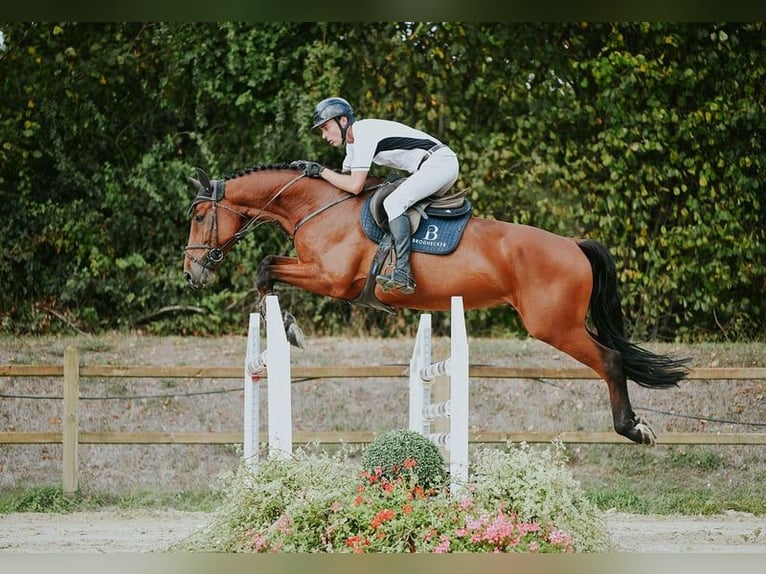 Deutsches Sportpferd Wallach 6 Jahre 169 cm Brauner in Riedstadt