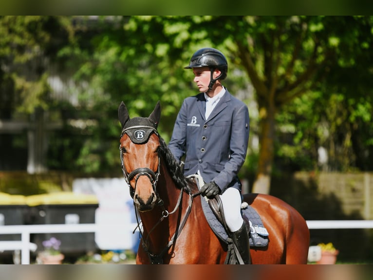Deutsches Sportpferd Wallach 6 Jahre 169 cm Brauner in Riedstadt