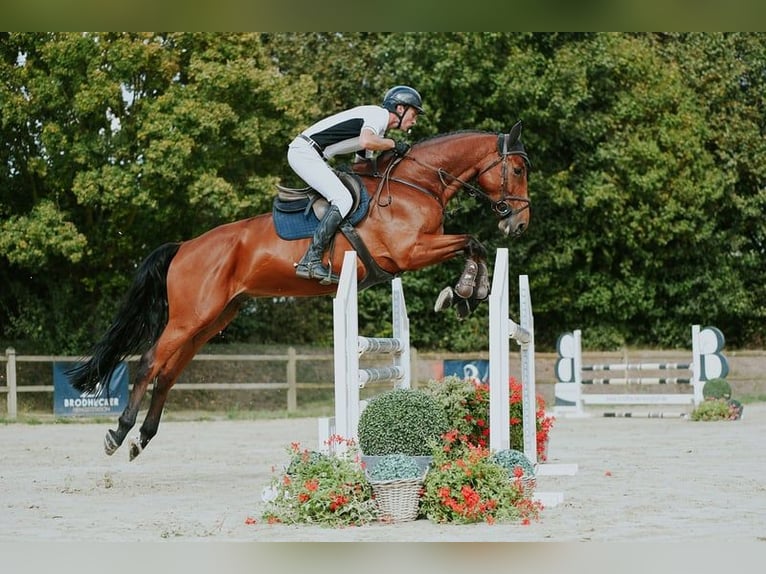 Deutsches Sportpferd Wallach 6 Jahre 169 cm Brauner in Riedstadt