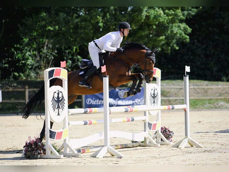 Deutsches Sportpferd Wallach 6 Jahre 169 cm Brauner in Riedstadt
