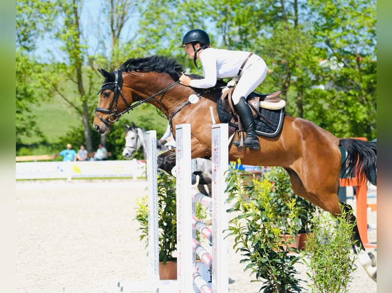 Deutsches Sportpferd Wallach 6 Jahre 169 cm Brauner in WeingartenWeingarten