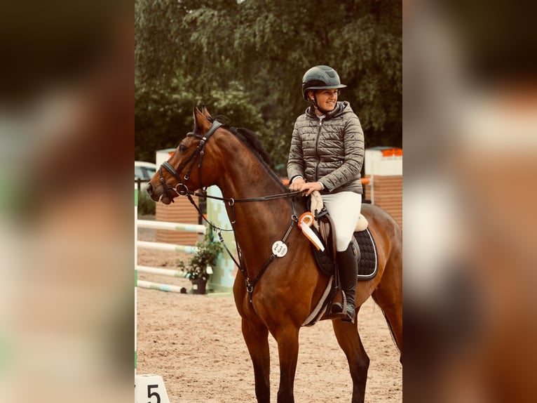 Deutsches Sportpferd Wallach 6 Jahre 169 cm Brauner in WeingartenWeingarten