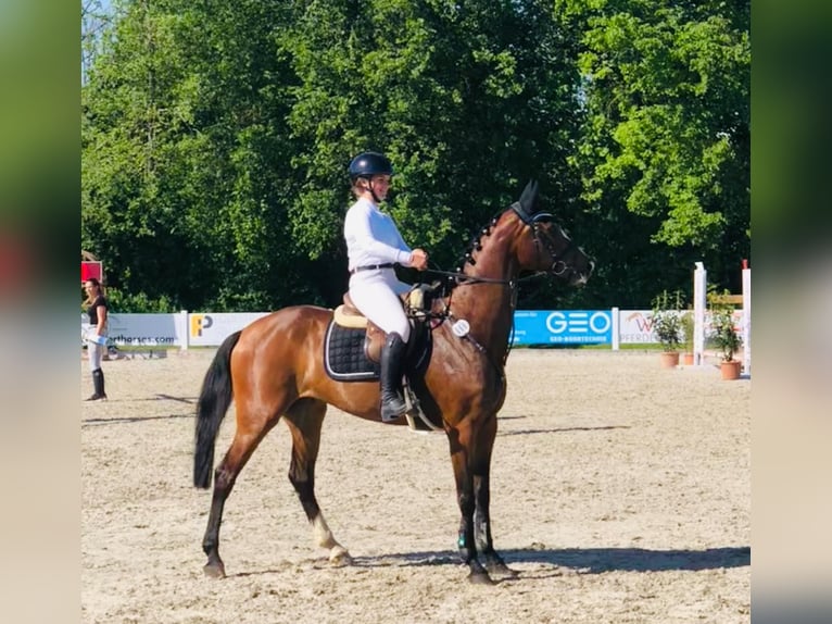 Deutsches Sportpferd Wallach 6 Jahre 169 cm Brauner in WeingartenWeingarten