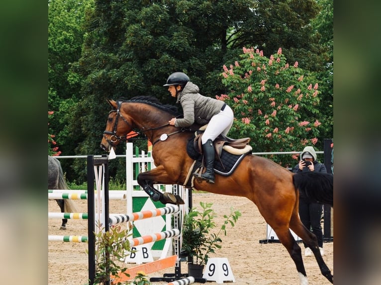 Deutsches Sportpferd Wallach 6 Jahre 169 cm Brauner in WeingartenWeingarten