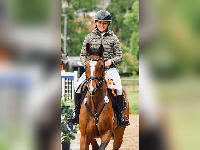 Deutsches Sportpferd Wallach 6 Jahre 169 cm Brauner in WeingartenWeingarten