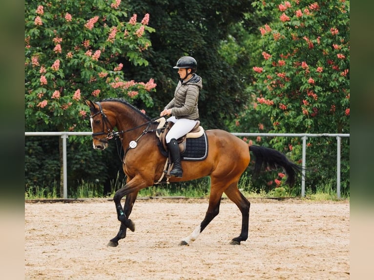 Deutsches Sportpferd Wallach 6 Jahre 169 cm Brauner in WeingartenWeingarten
