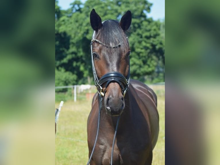 Deutsches Sportpferd Wallach 6 Jahre 169 cm Dunkelbrauner in Dallgow-D&#xF6;beritz