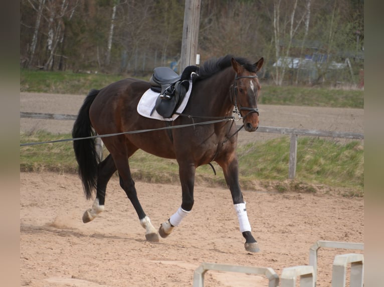 Deutsches Sportpferd Wallach 6 Jahre 169 cm Dunkelbrauner in Zernien