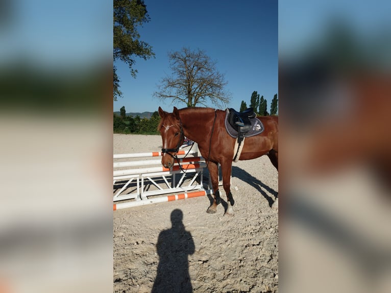 Deutsches Sportpferd Wallach 6 Jahre 169 cm Fuchs in Viernheim