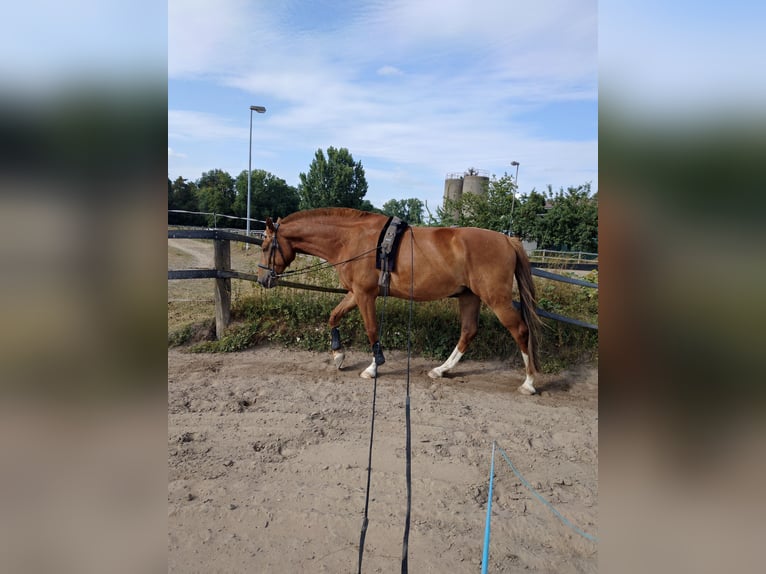 Deutsches Sportpferd Wallach 6 Jahre 169 cm Fuchs in Viernheim