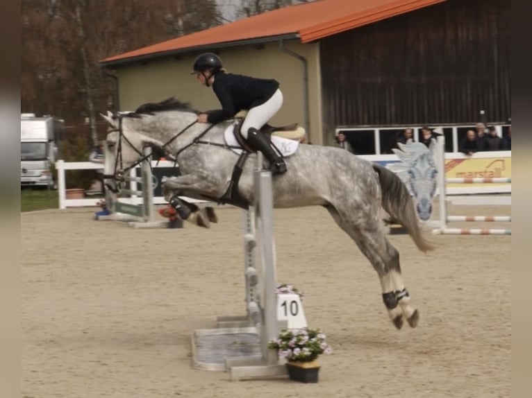 Deutsches Sportpferd Wallach 6 Jahre 169 cm Schimmel in Weingarten