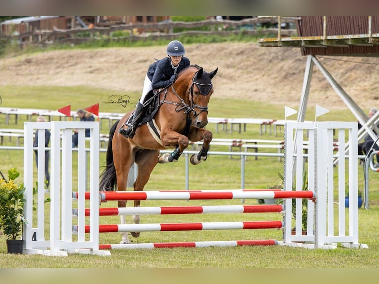 Deutsches Sportpferd Wallach 6 Jahre 169 cm in Gadebusch