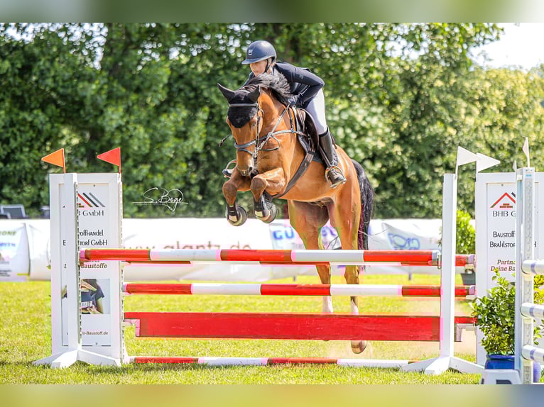 Deutsches Sportpferd Wallach 6 Jahre 169 cm in Gadebusch