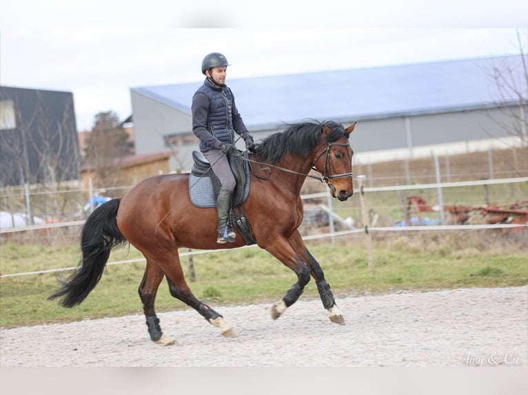 Deutsches Sportpferd Wallach 6 Jahre 170 cm Brauner in Stotzheim