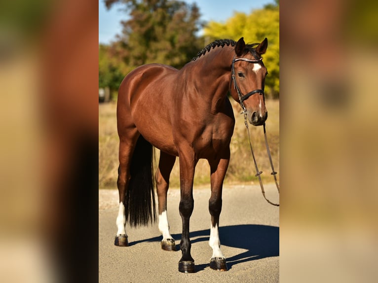 Deutsches Sportpferd Wallach 6 Jahre 170 cm Brauner in Csabacs&#x171;d