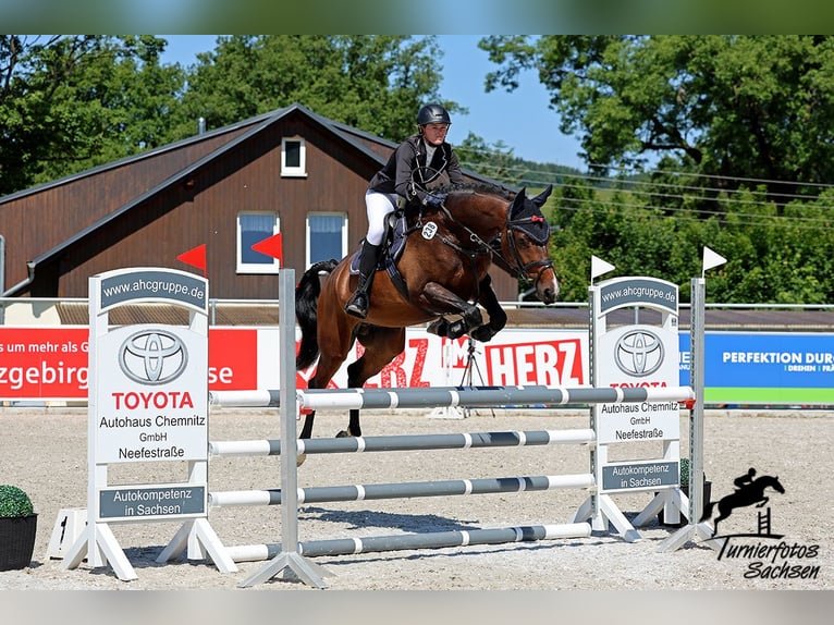 Deutsches Sportpferd Wallach 6 Jahre 170 cm Brauner in Dohna