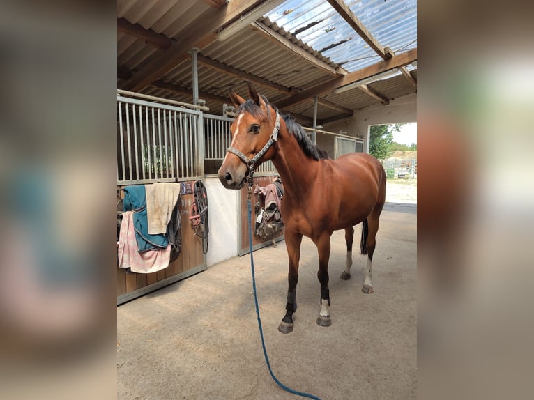 Deutsches Sportpferd Wallach 6 Jahre 170 cm Brauner in Oppin