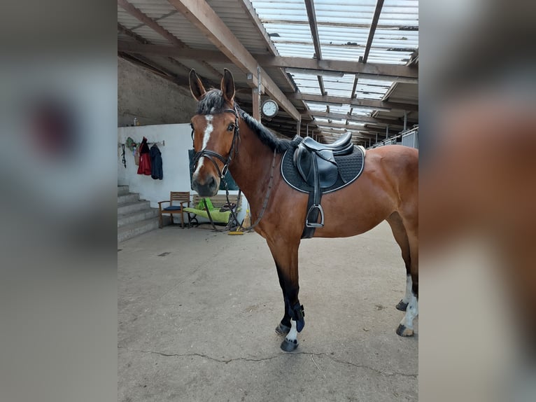Deutsches Sportpferd Wallach 6 Jahre 170 cm Brauner in Oppin