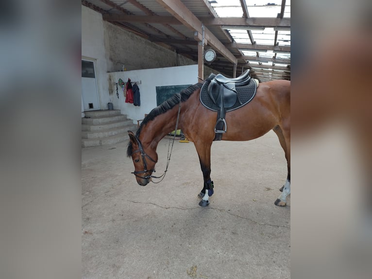 Deutsches Sportpferd Wallach 6 Jahre 170 cm Brauner in Oppin