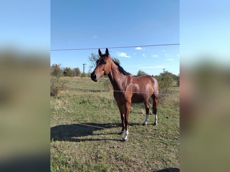 Deutsches Sportpferd Wallach 6 Jahre 170 cm Brauner in Oppin