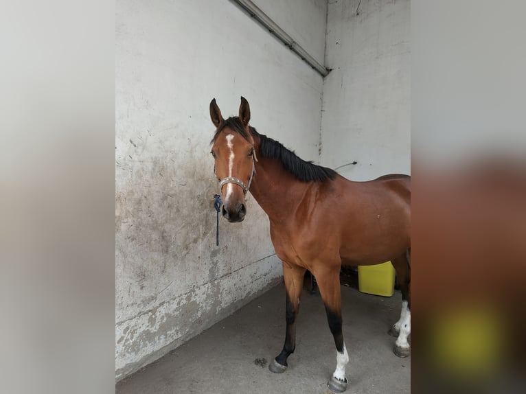 Deutsches Sportpferd Wallach 6 Jahre 170 cm Brauner in Oppin