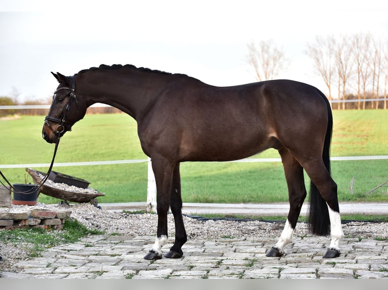Deutsches Sportpferd Wallach 6 Jahre 170 cm Brauner in Békésszentandrás