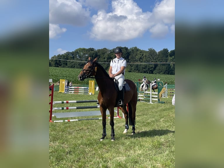 Deutsches Sportpferd Wallach 6 Jahre 170 cm Brauner in Mansfeld/OT Annarode