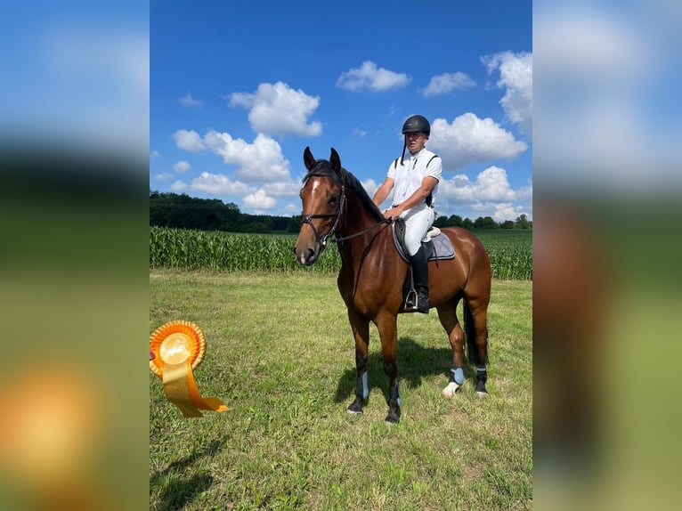 Deutsches Sportpferd Wallach 6 Jahre 170 cm Brauner in Mansfeld/OT Annarode