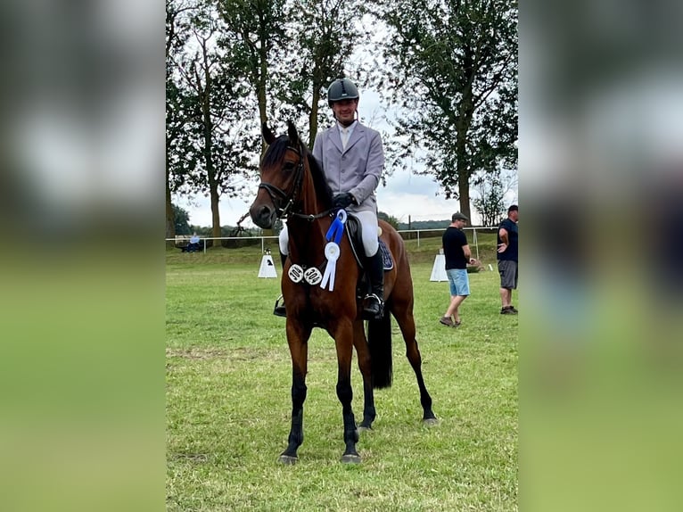 Deutsches Sportpferd Wallach 6 Jahre 170 cm Brauner in Rhinow OT Kietz