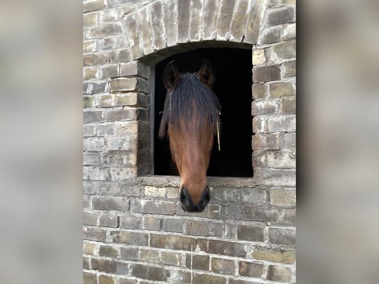 Deutsches Sportpferd Wallach 6 Jahre 170 cm Brauner in Rhinow OT Kietz