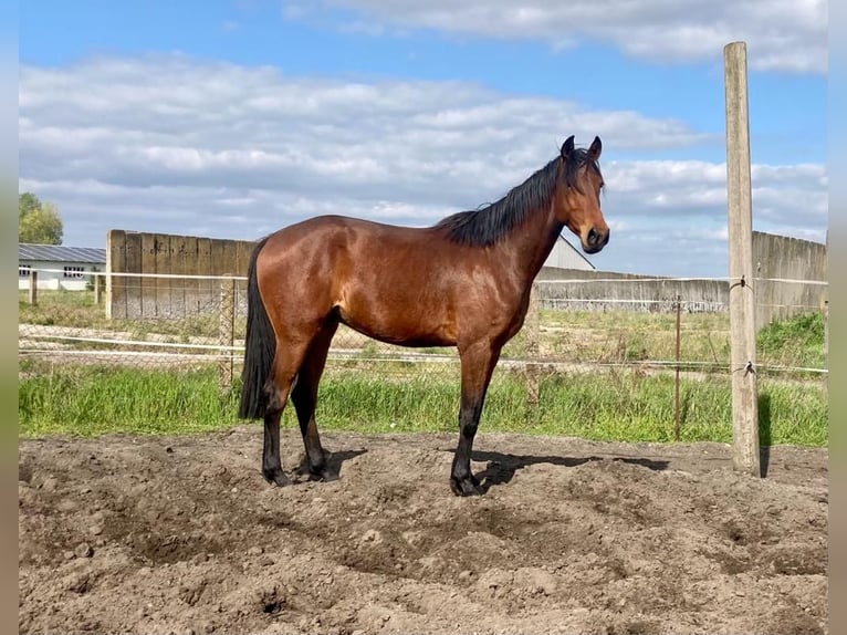 Deutsches Sportpferd Wallach 6 Jahre 170 cm Brauner in Rhinow OT Kietz