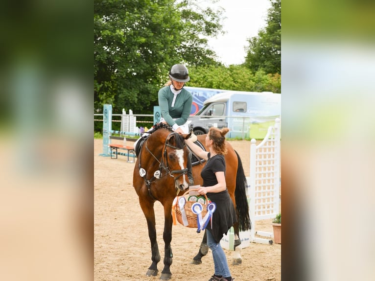 Deutsches Sportpferd Wallach 6 Jahre 170 cm Brauner in Weingarten
