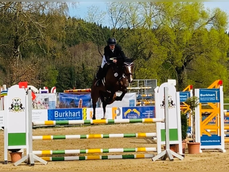 Deutsches Sportpferd Wallach 6 Jahre 170 cm Brauner in Weingarten