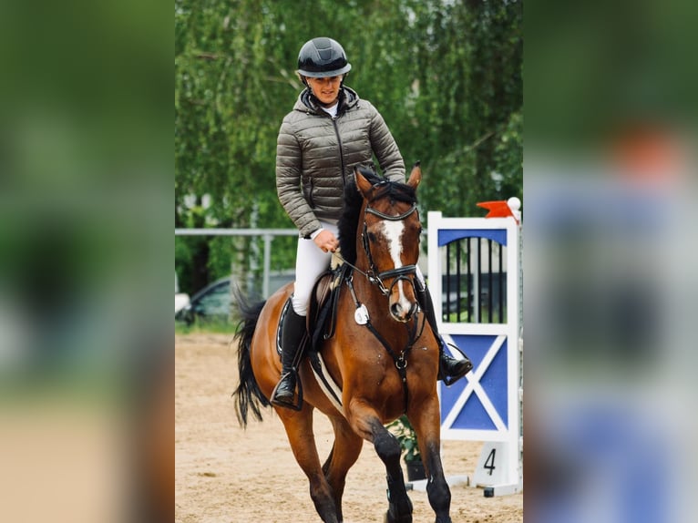 Deutsches Sportpferd Wallach 6 Jahre 170 cm Brauner in Weingarten
