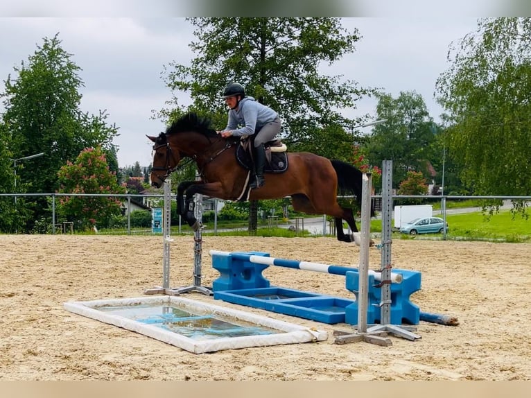 Deutsches Sportpferd Wallach 6 Jahre 170 cm Brauner in Weingarten