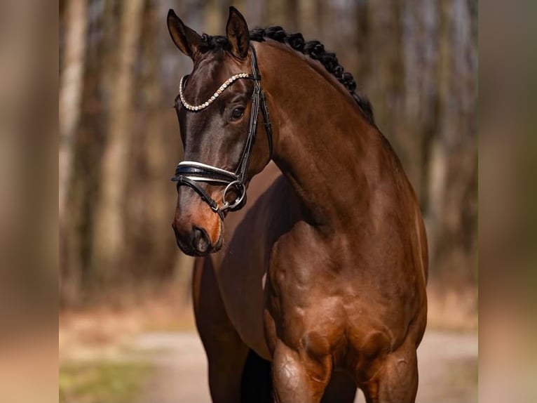 Deutsches Sportpferd Wallach 6 Jahre 170 cm Dunkelbrauner in Tauberrettersheim