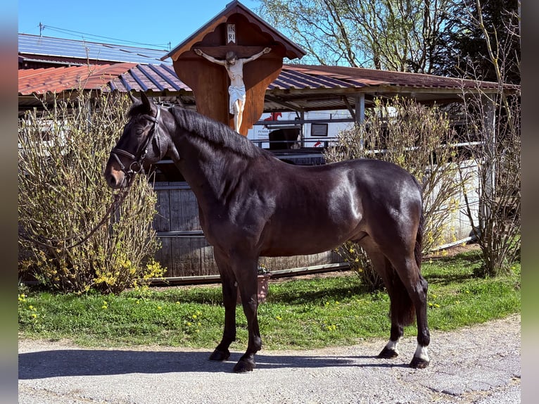 Deutsches Sportpferd Wallach 6 Jahre 170 cm Dunkelbrauner in Schwäbisch Gmünd