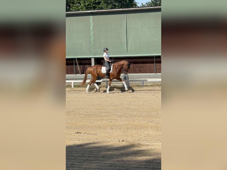 Deutsches Sportpferd Wallach 6 Jahre 170 cm Fuchs in Altenstadt