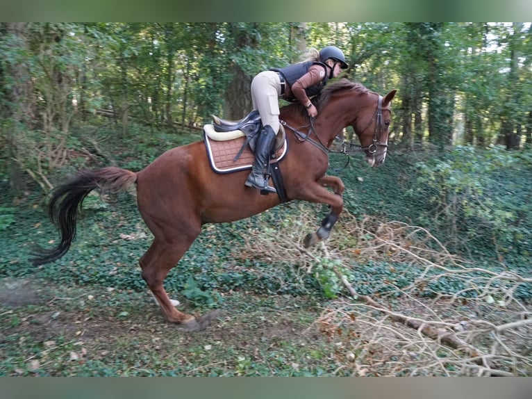 Deutsches Sportpferd Wallach 6 Jahre 170 cm Fuchs in Kyritz
