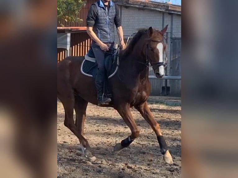 Deutsches Sportpferd Wallach 6 Jahre 170 cm Fuchs in Kyritz