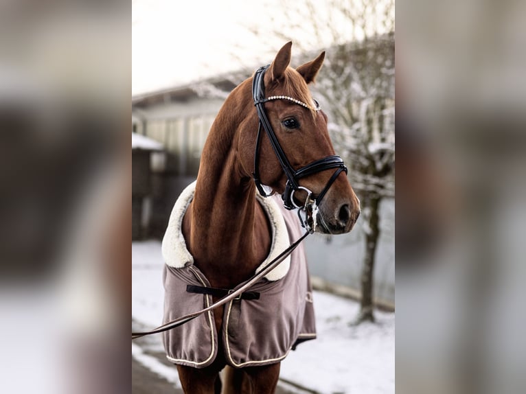 Deutsches Sportpferd Wallach 6 Jahre 170 cm Fuchs in Weil im Schönbucheil