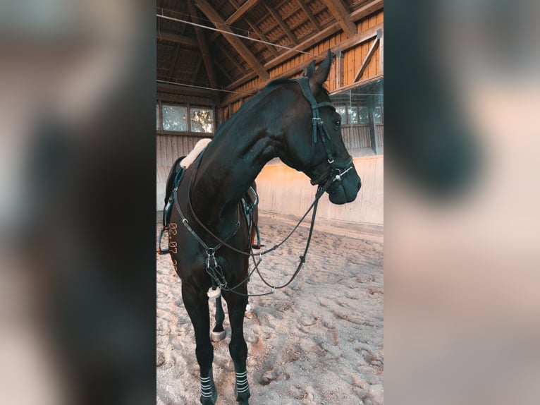 Deutsches Sportpferd Wallach 6 Jahre 170 cm Rappe in Regensburg