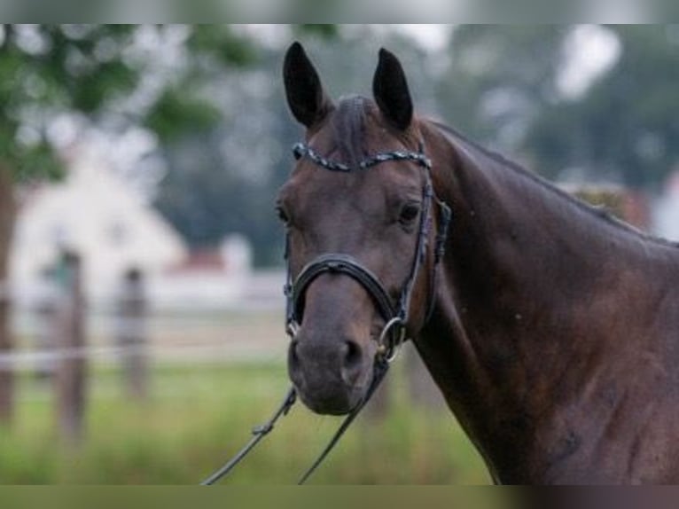 Deutsches Sportpferd Wallach 6 Jahre 170 cm Rappe in Karlsfeld