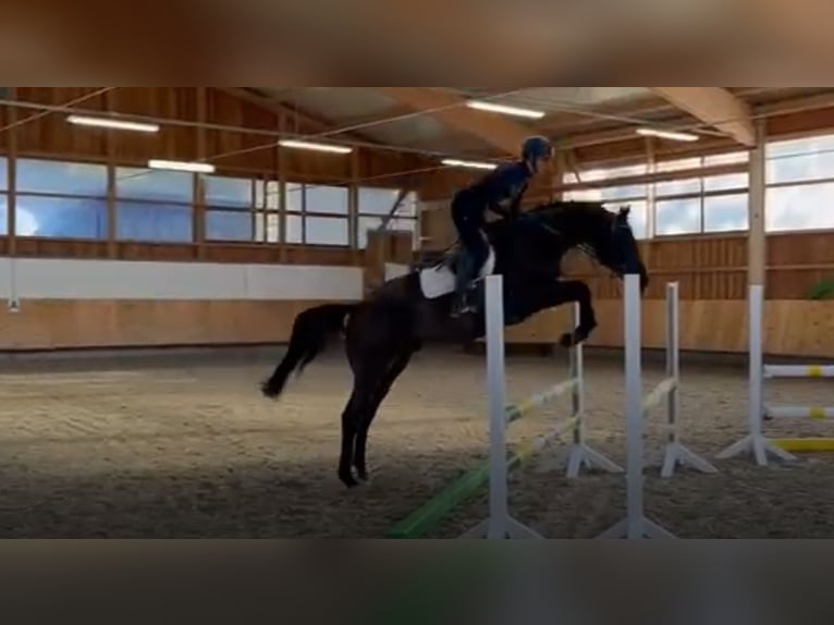 Deutsches Sportpferd Wallach 6 Jahre 170 cm Rappe in Karlsfeld